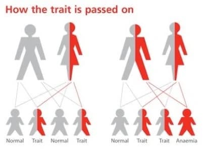 This is how the sickle cell trait is passed on.